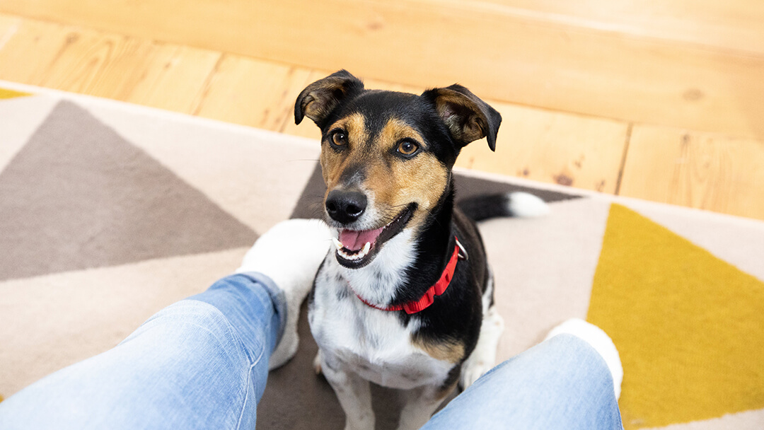 Pregnant store dog aggression